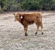 Spirit x Bristol Heifer